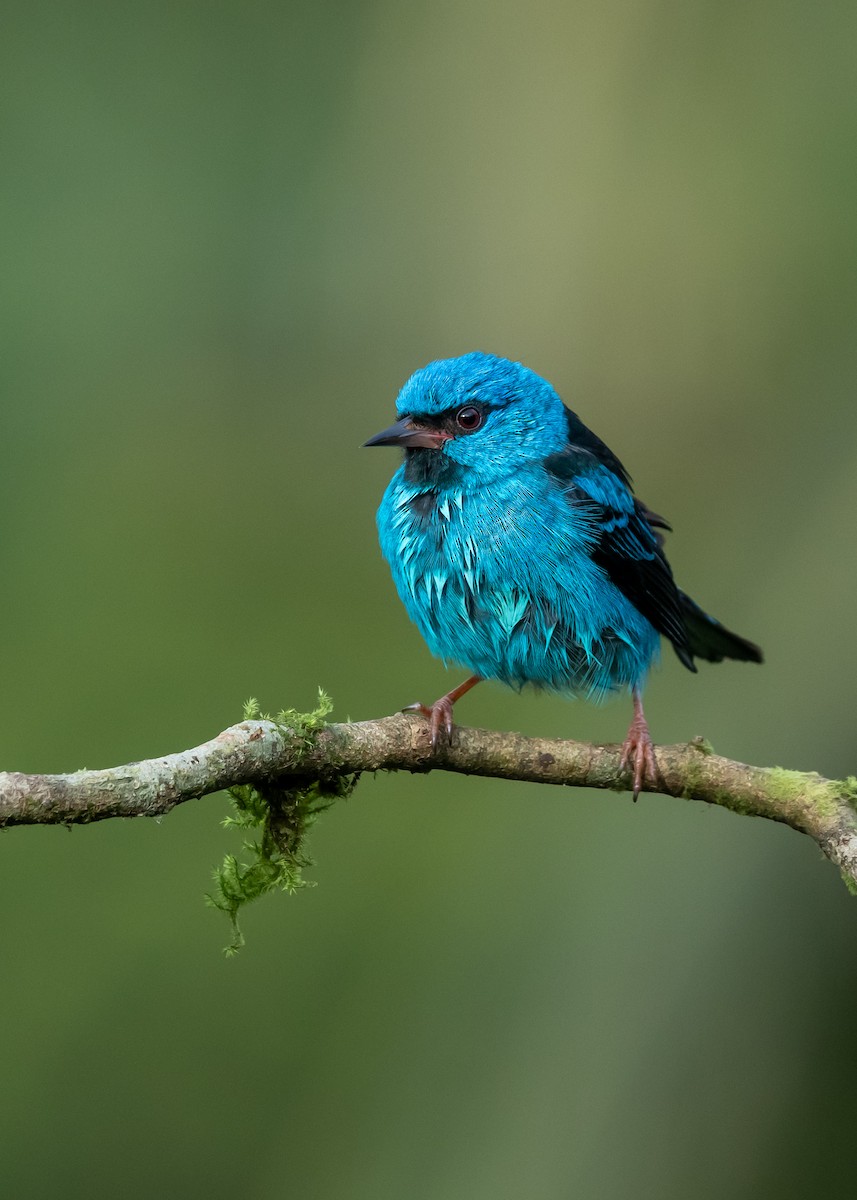 Blue Dacnis - ML639847088