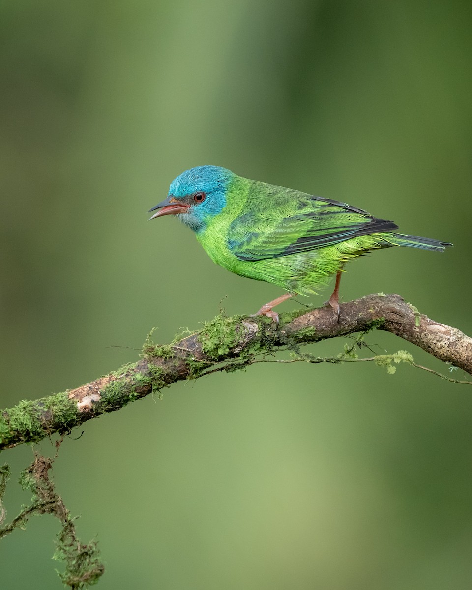 Blue Dacnis - ML639847109