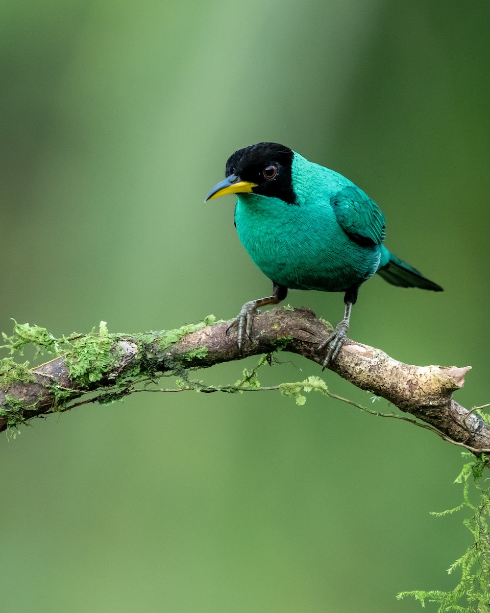 Green Honeycreeper - ML639847160
