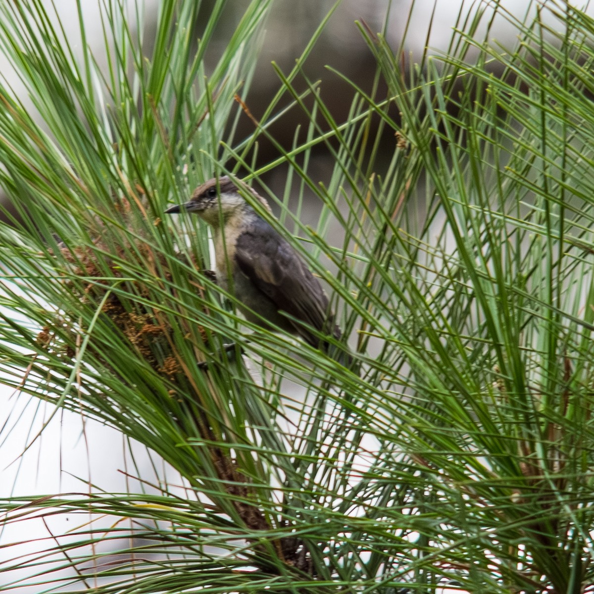 Brown-headed Nuthatch - ML639847165