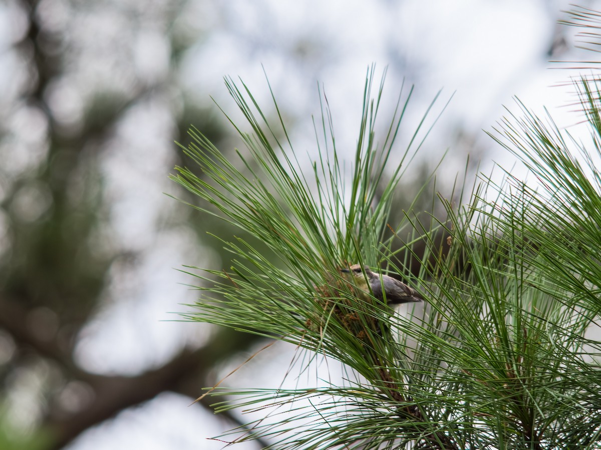 Brown-headed Nuthatch - ML639847166