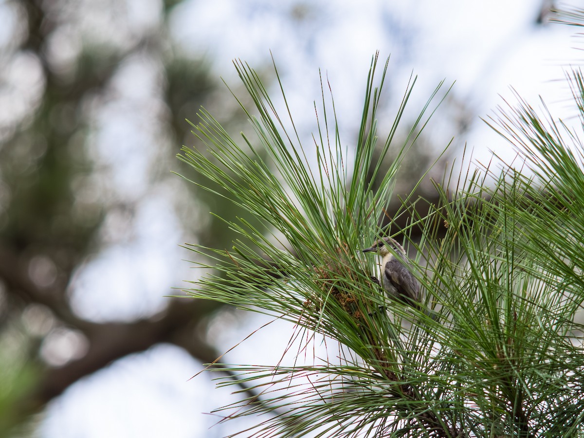 Brown-headed Nuthatch - ML639847167