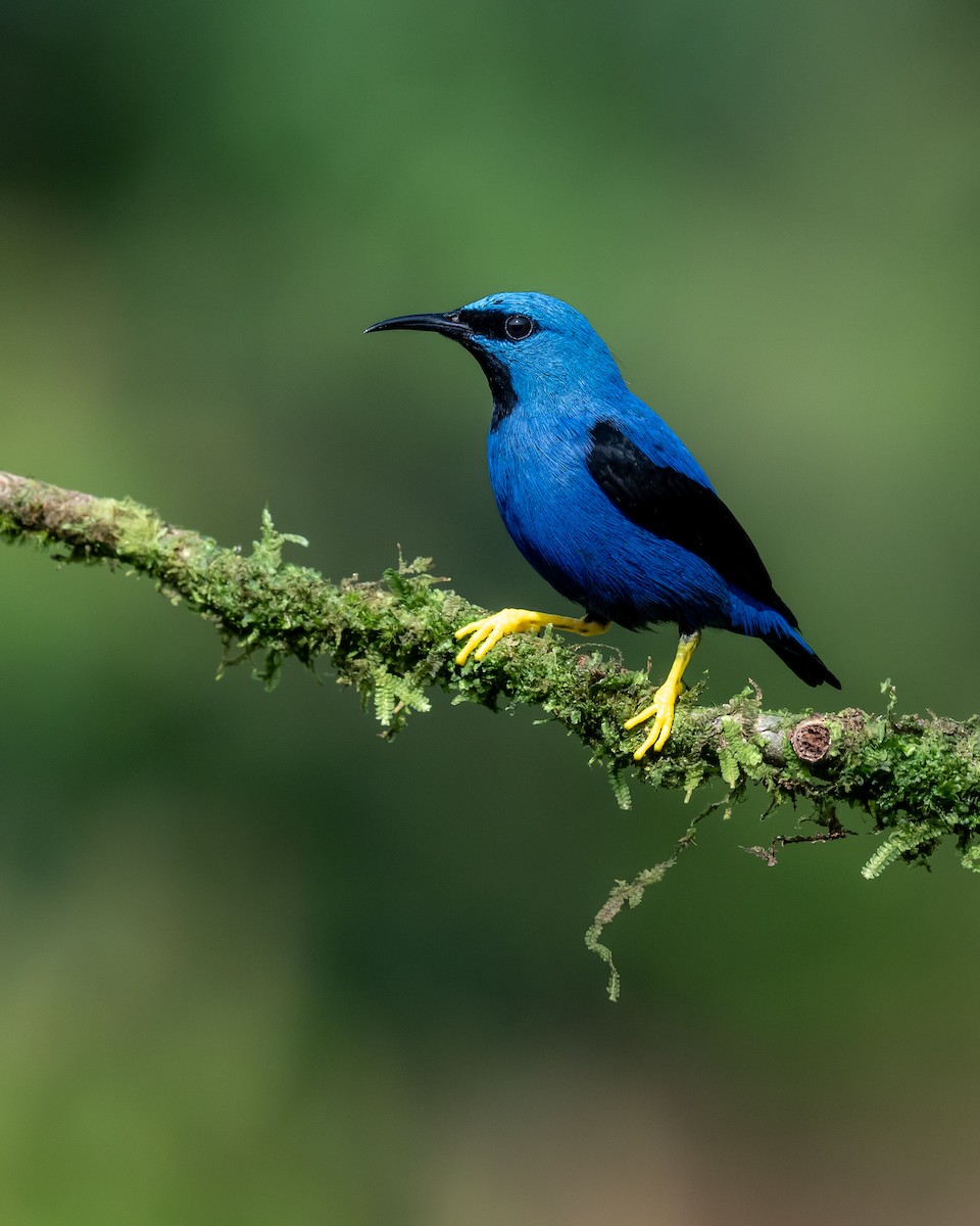 Shining Honeycreeper - ML639847179