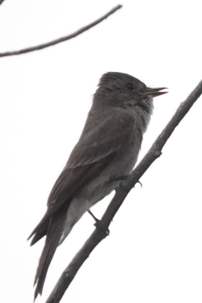 Western Wood-Pewee - ML639847180