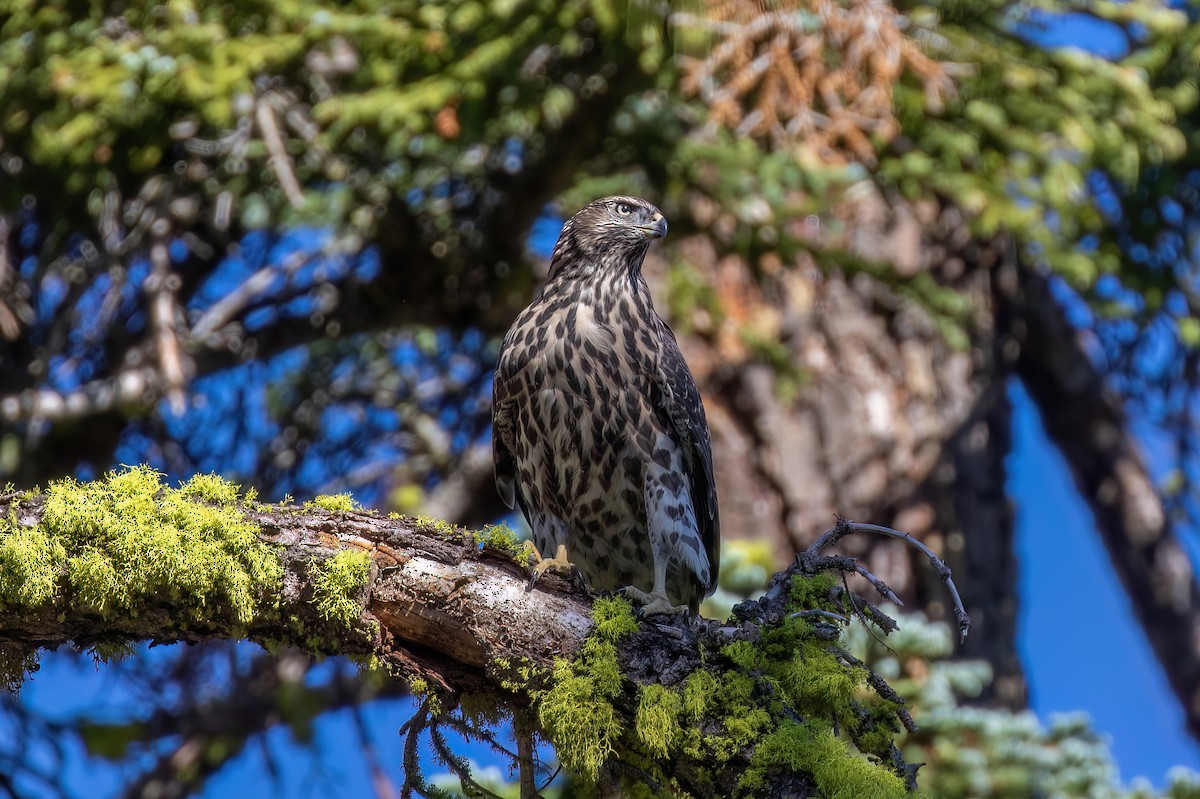 American Goshawk - ML639847242