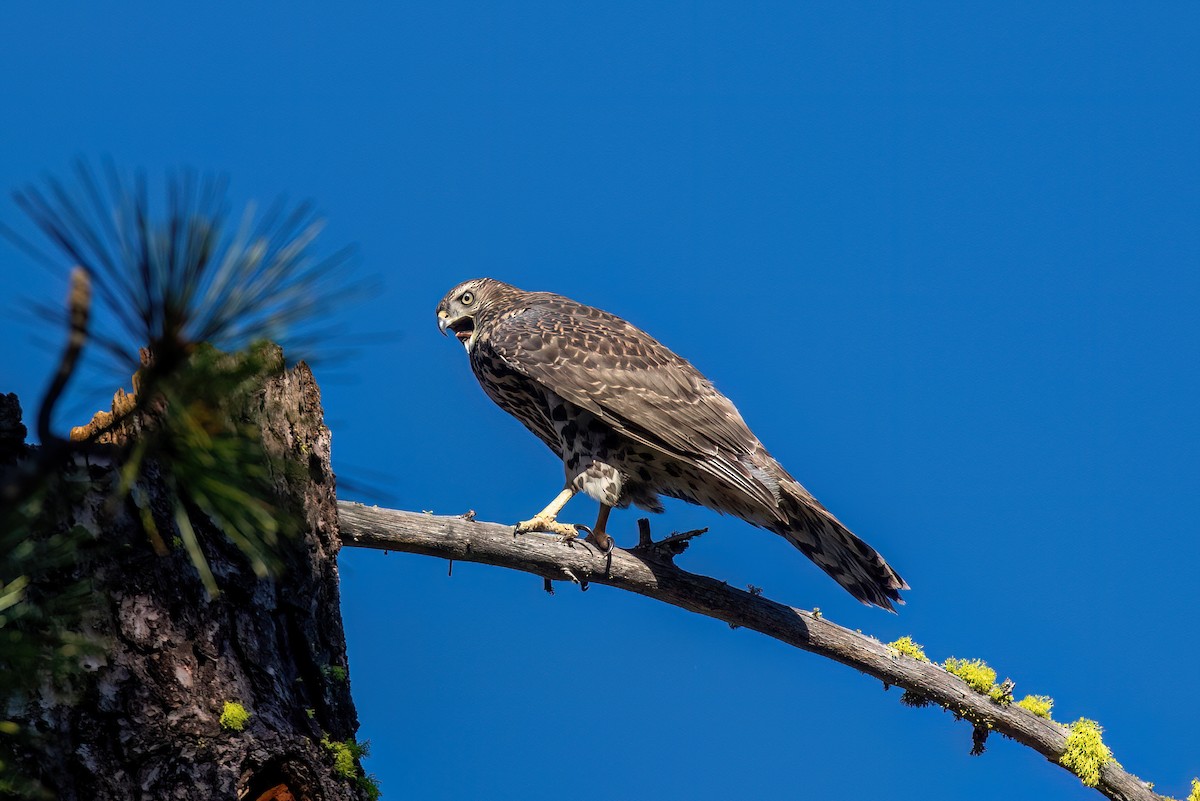 American Goshawk - ML639847243