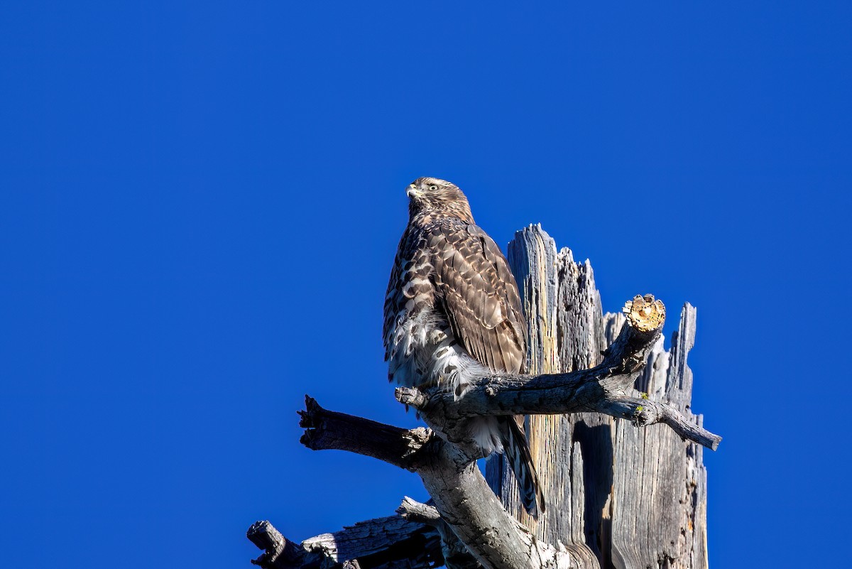 American Goshawk - ML639847245