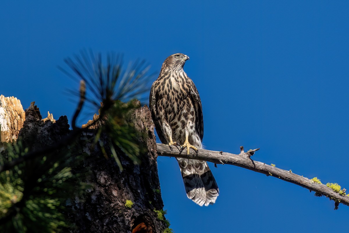 American Goshawk - ML639847246