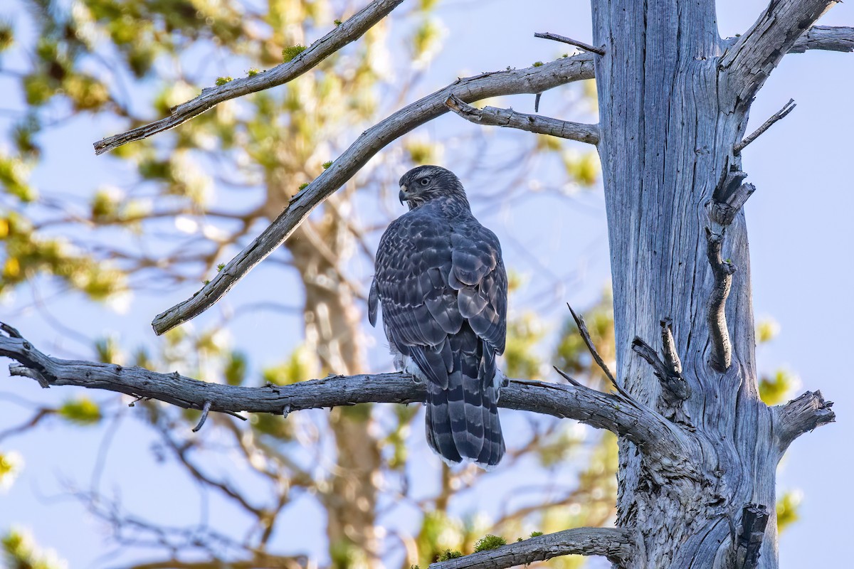 American Goshawk - ML639847247