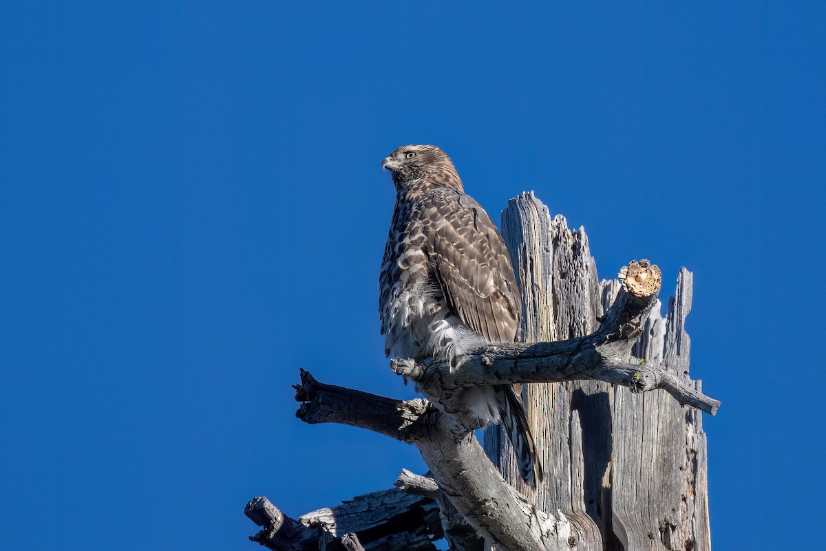 American Goshawk - ML639847248
