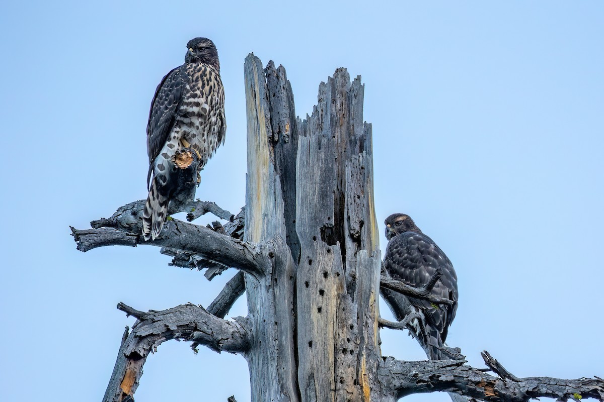 American Goshawk - ML639847249