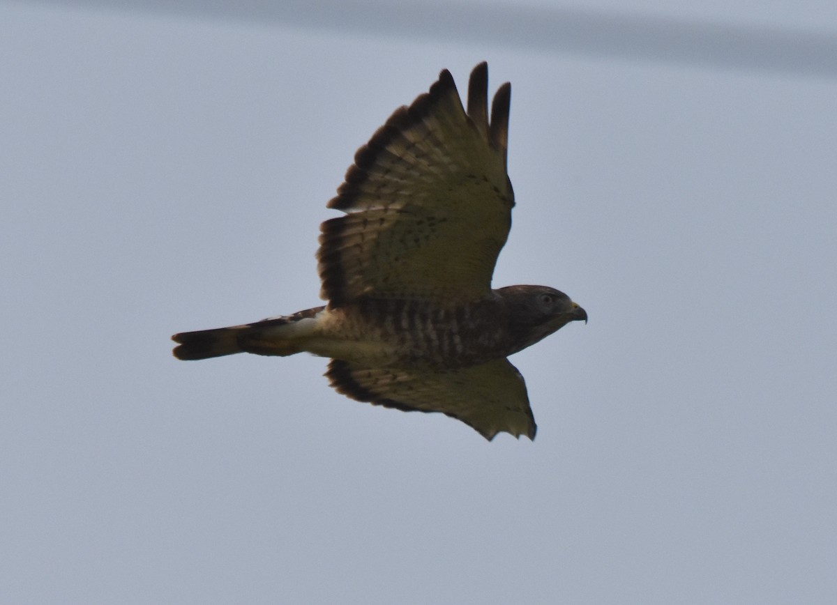 Broad-winged Hawk - ML639847287