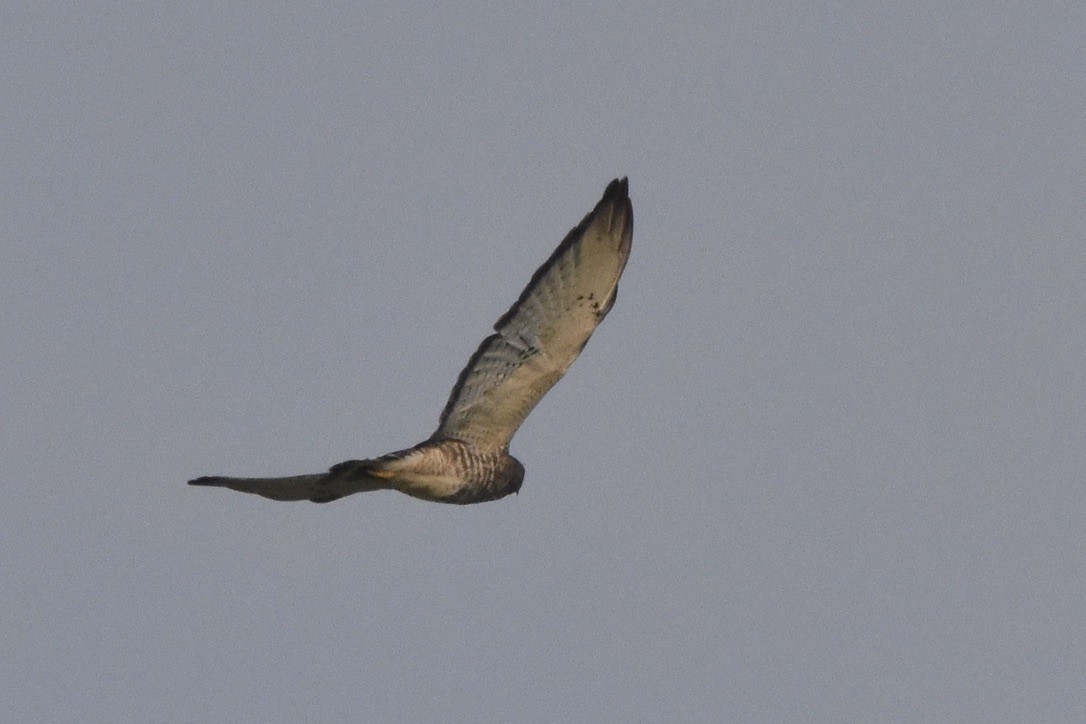 Broad-winged Hawk - ML639847290