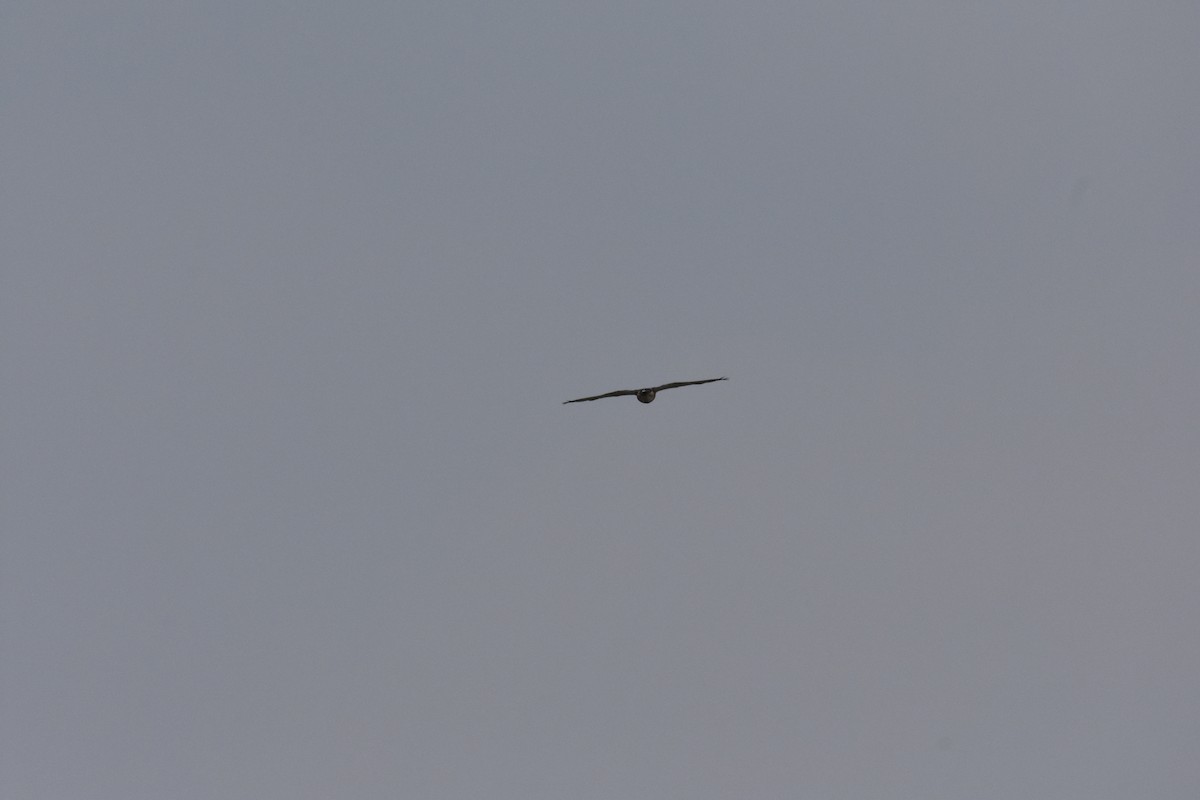 Broad-winged Hawk - ML639847293