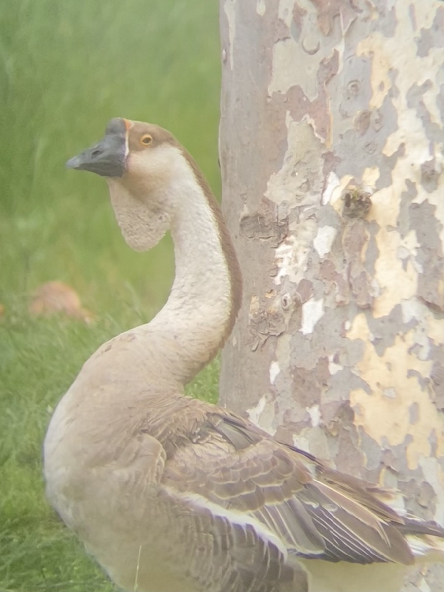 Domestic goose sp. (Domestic type) - ML639847316