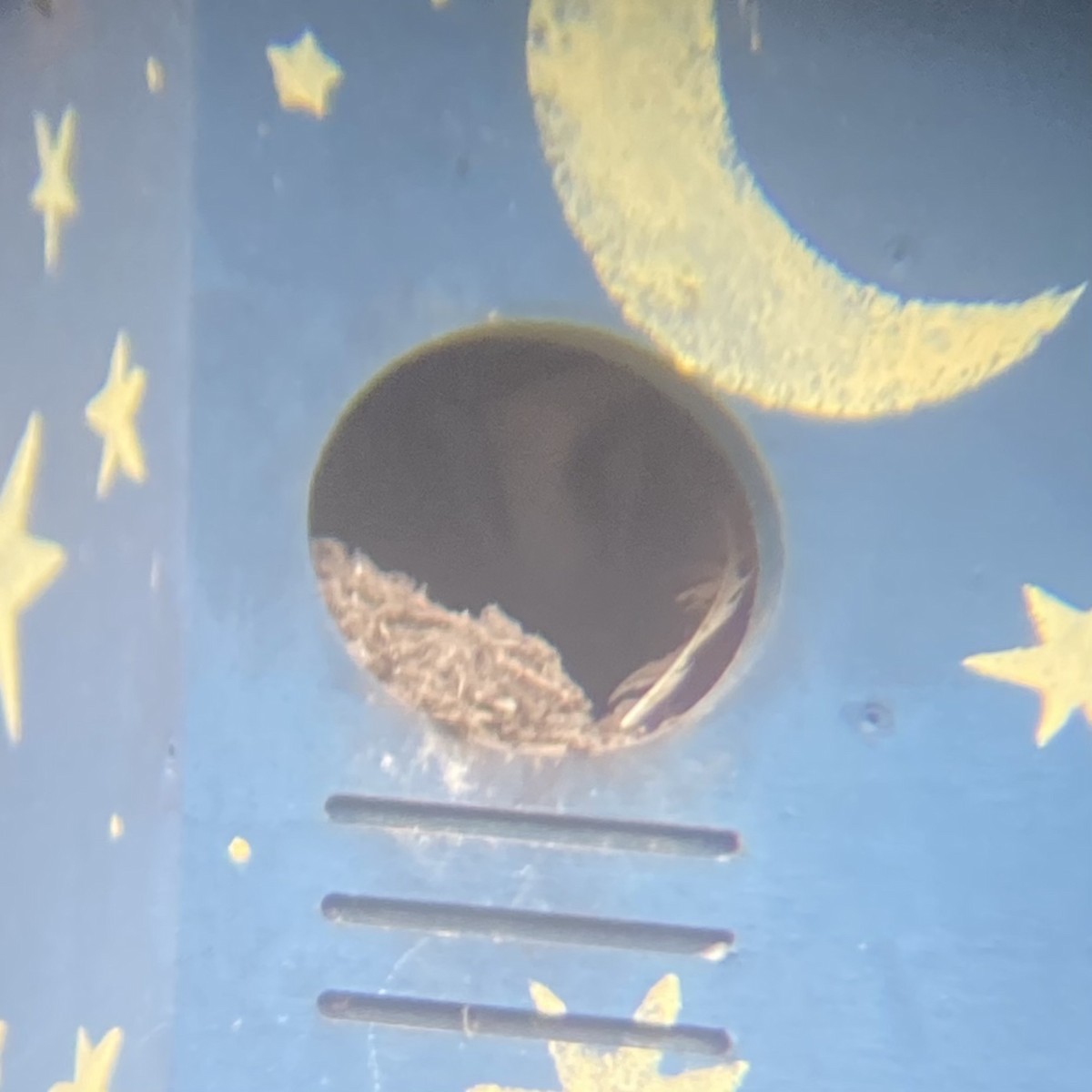 American Barn Owl - ML639847322