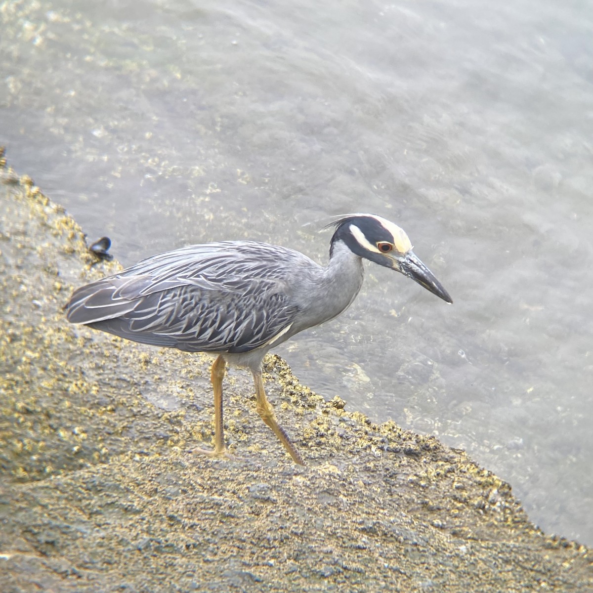 Yellow-crowned Night Heron - ML639847333