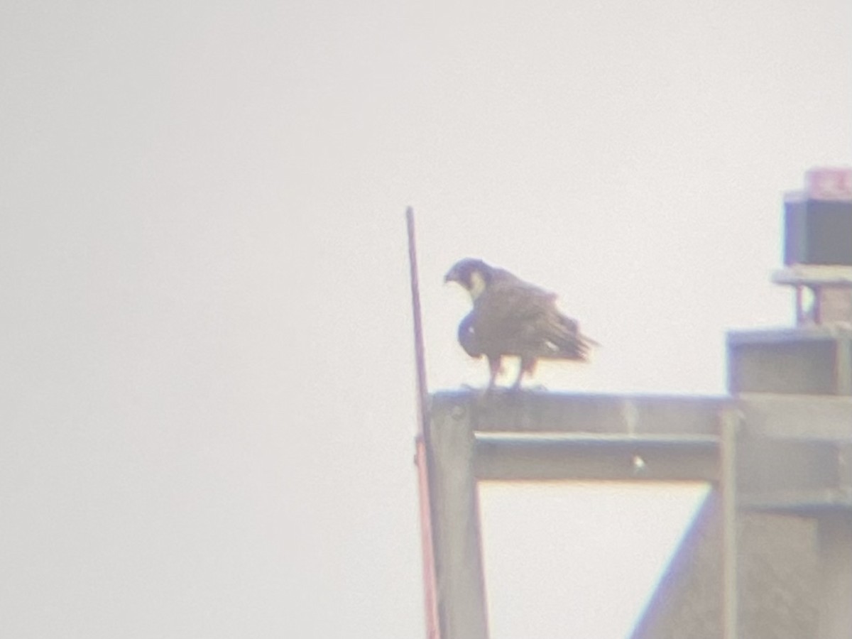 Peregrine Falcon - ML639847337