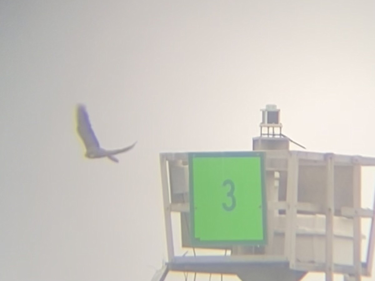 Peregrine Falcon - ML639847338