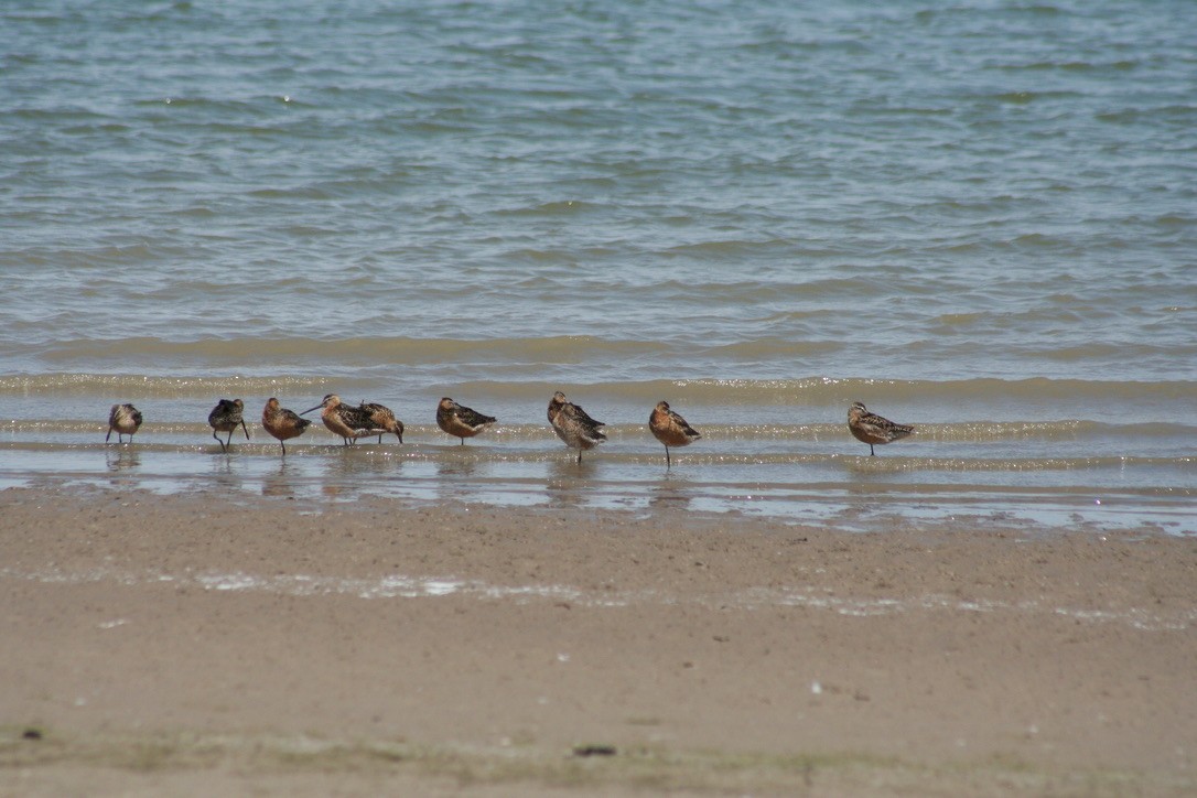 Long-billed Dowitcher - ML639847341