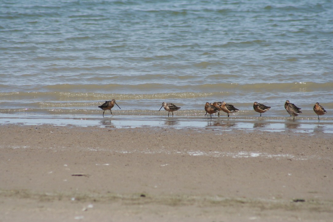 Long-billed Dowitcher - ML639847344