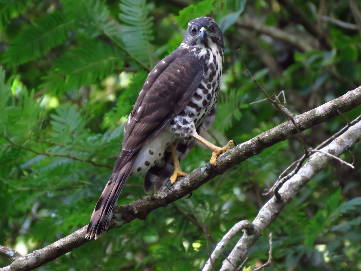 African Goshawk - ML639847346