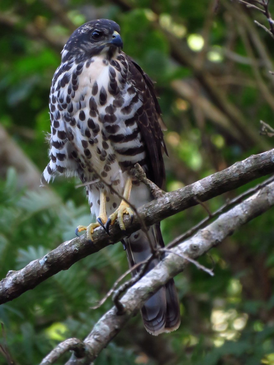 African Goshawk - ML639847347