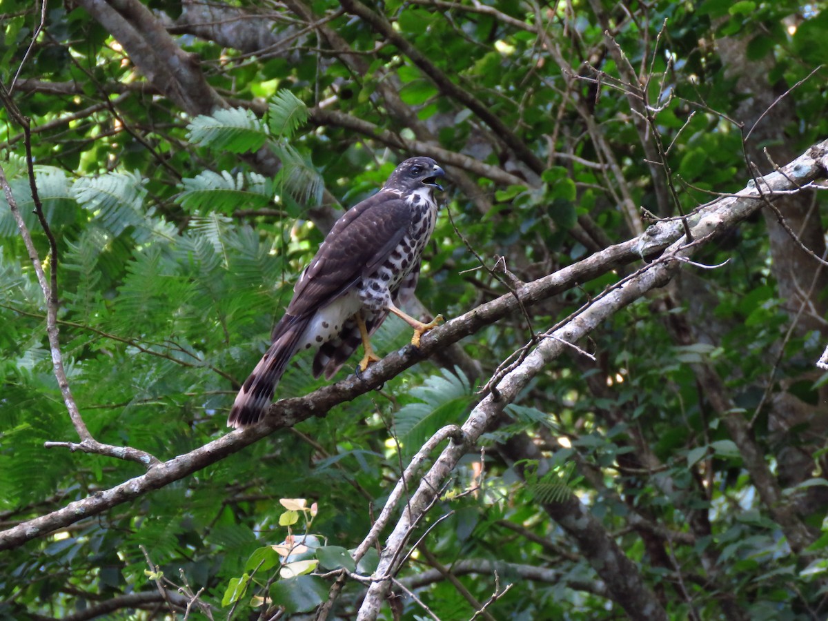 African Goshawk - ML639847348