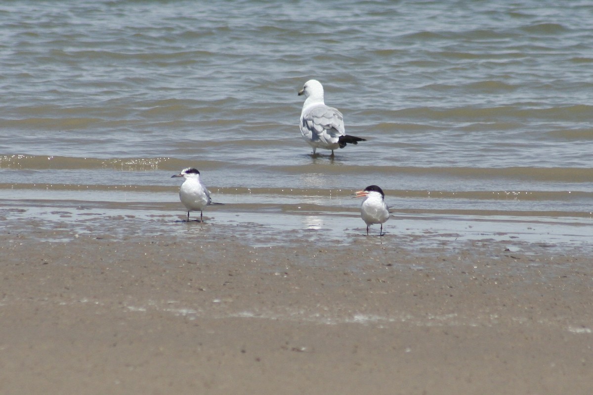 Forster's Tern - ML639847360