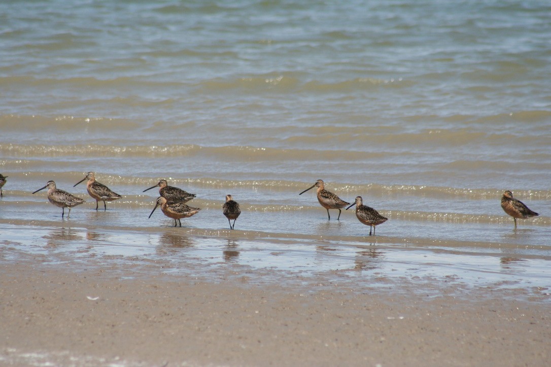 Long-billed Dowitcher - ML639847370