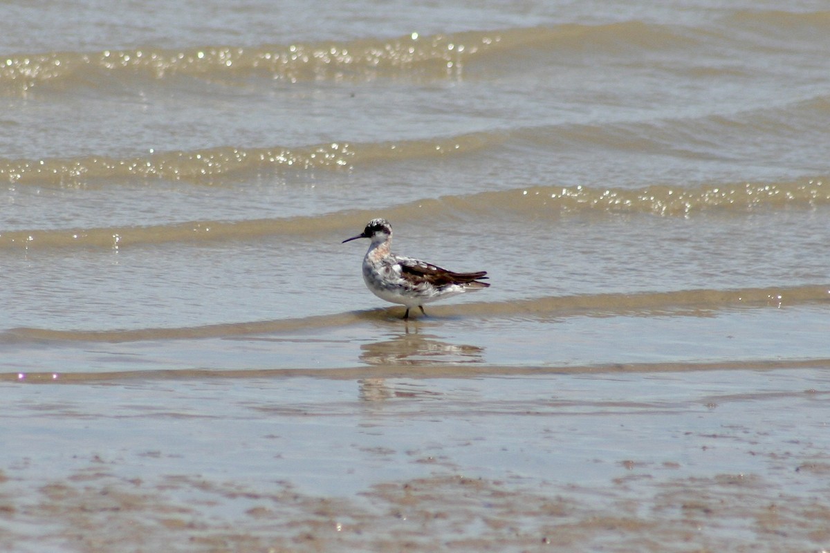 Red-necked Phalarope - ML639847373