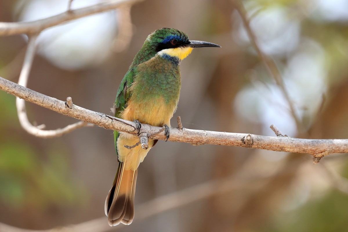 Ethiopian Bee-eater - ML639847379