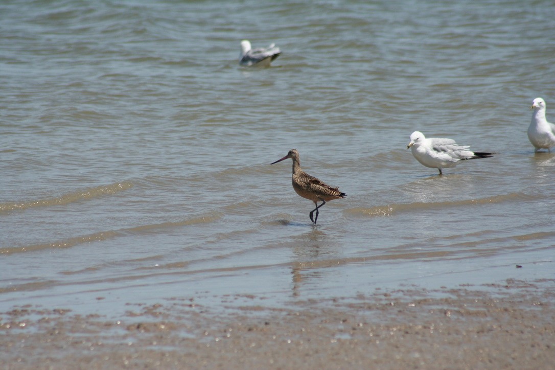 Marbled Godwit - ML639847383
