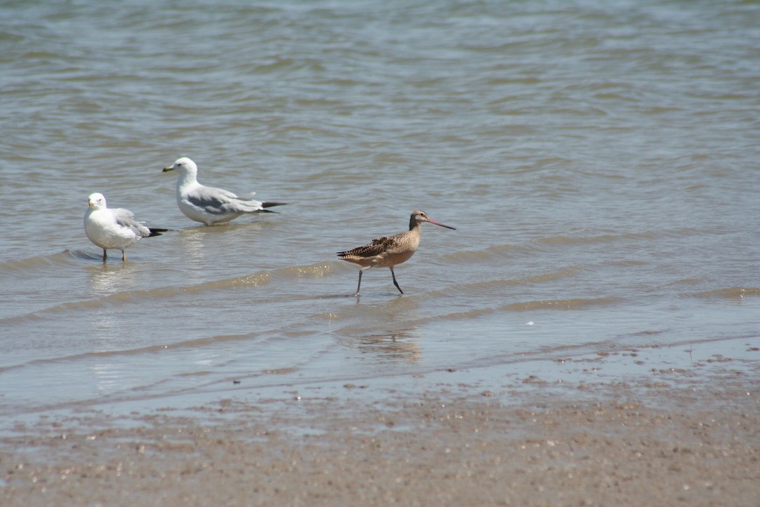 Marbled Godwit - ML639847385