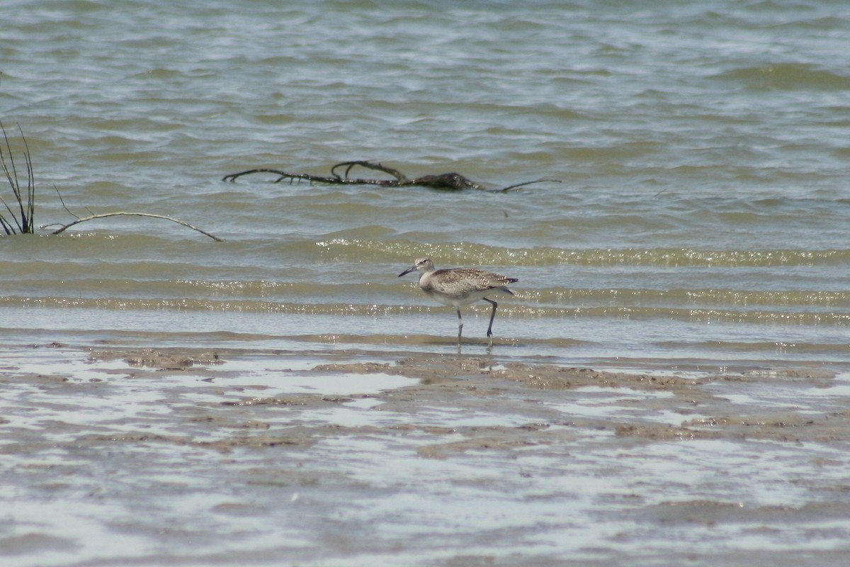 Willet - ML639847406