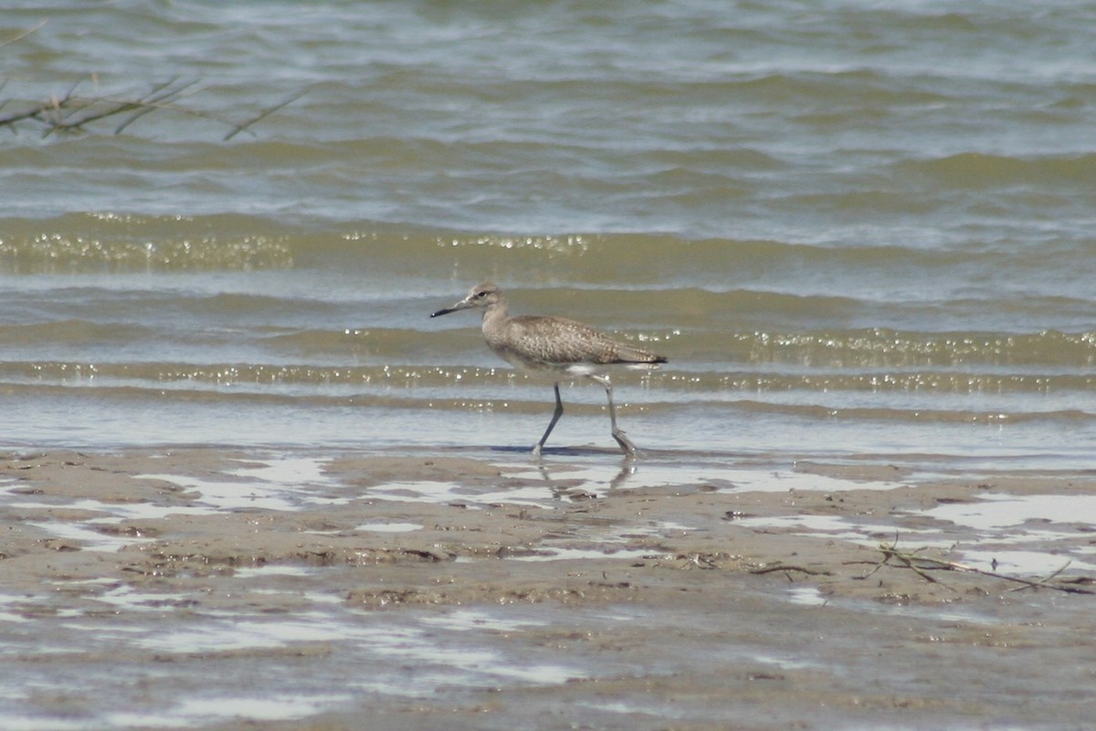 Willet - ML639847409