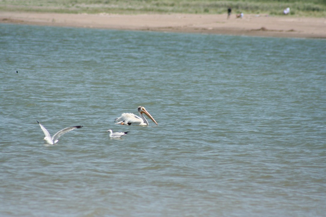 American White Pelican - ML639847417