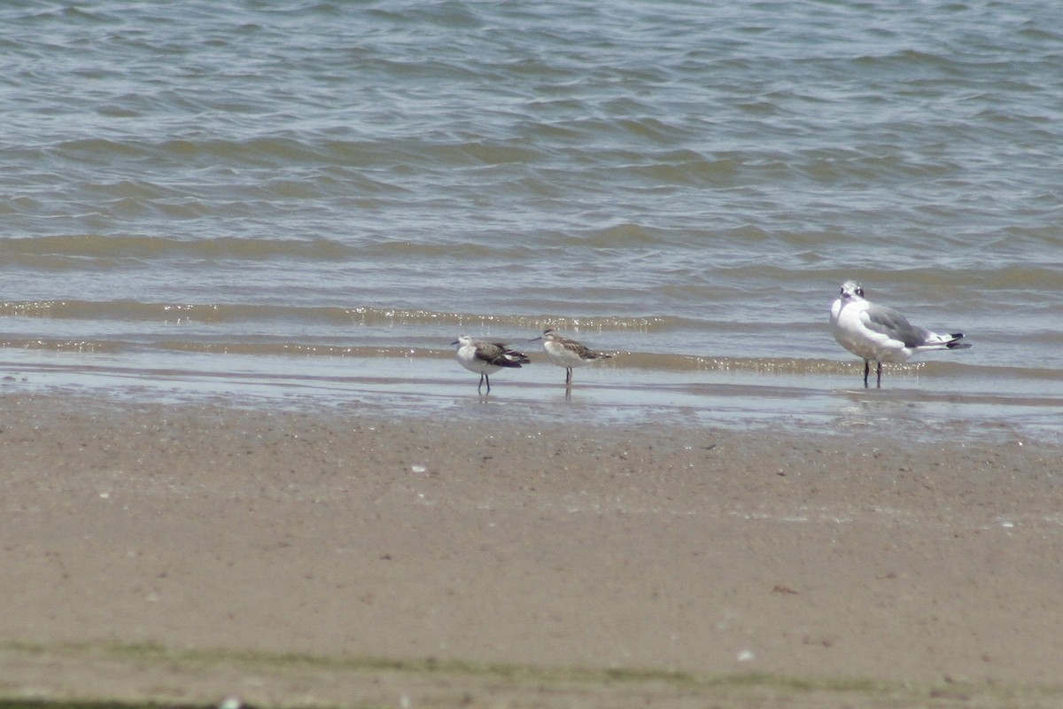 Wilson's Phalarope - ML639847435