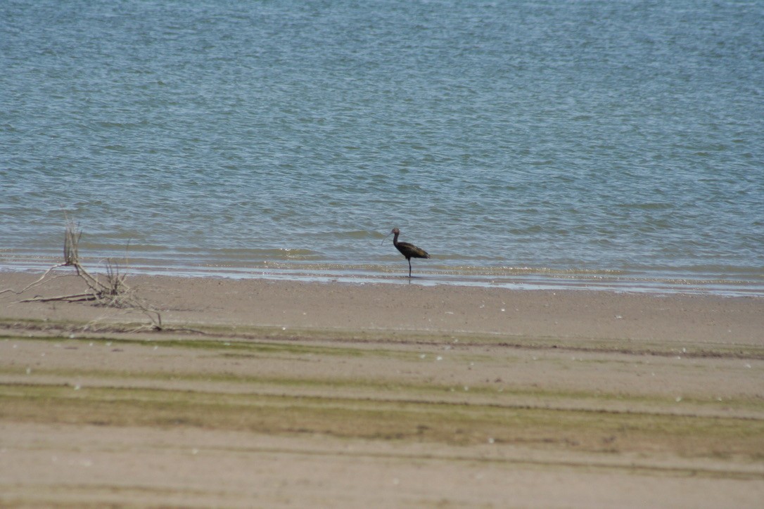 White-faced Ibis - ML639847438