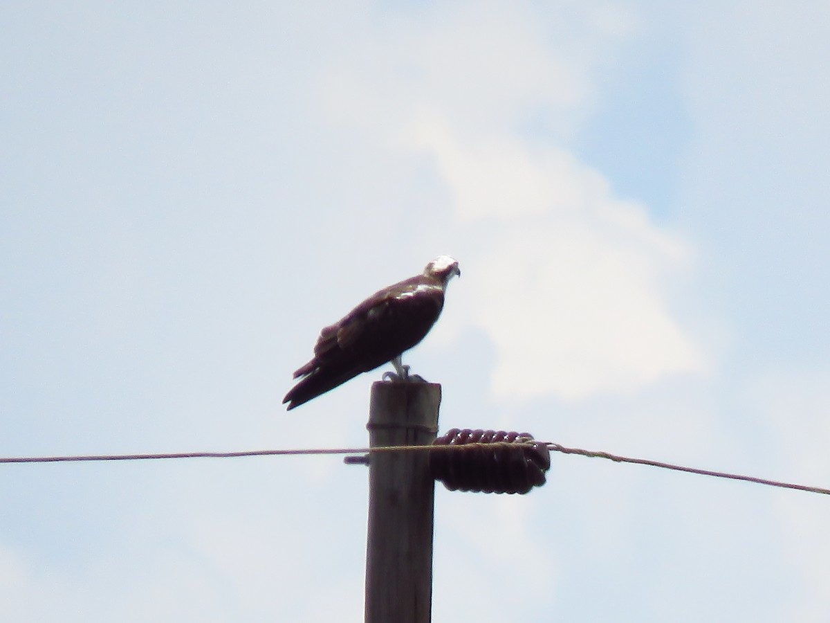 Osprey (Eurasian) - ML639847448