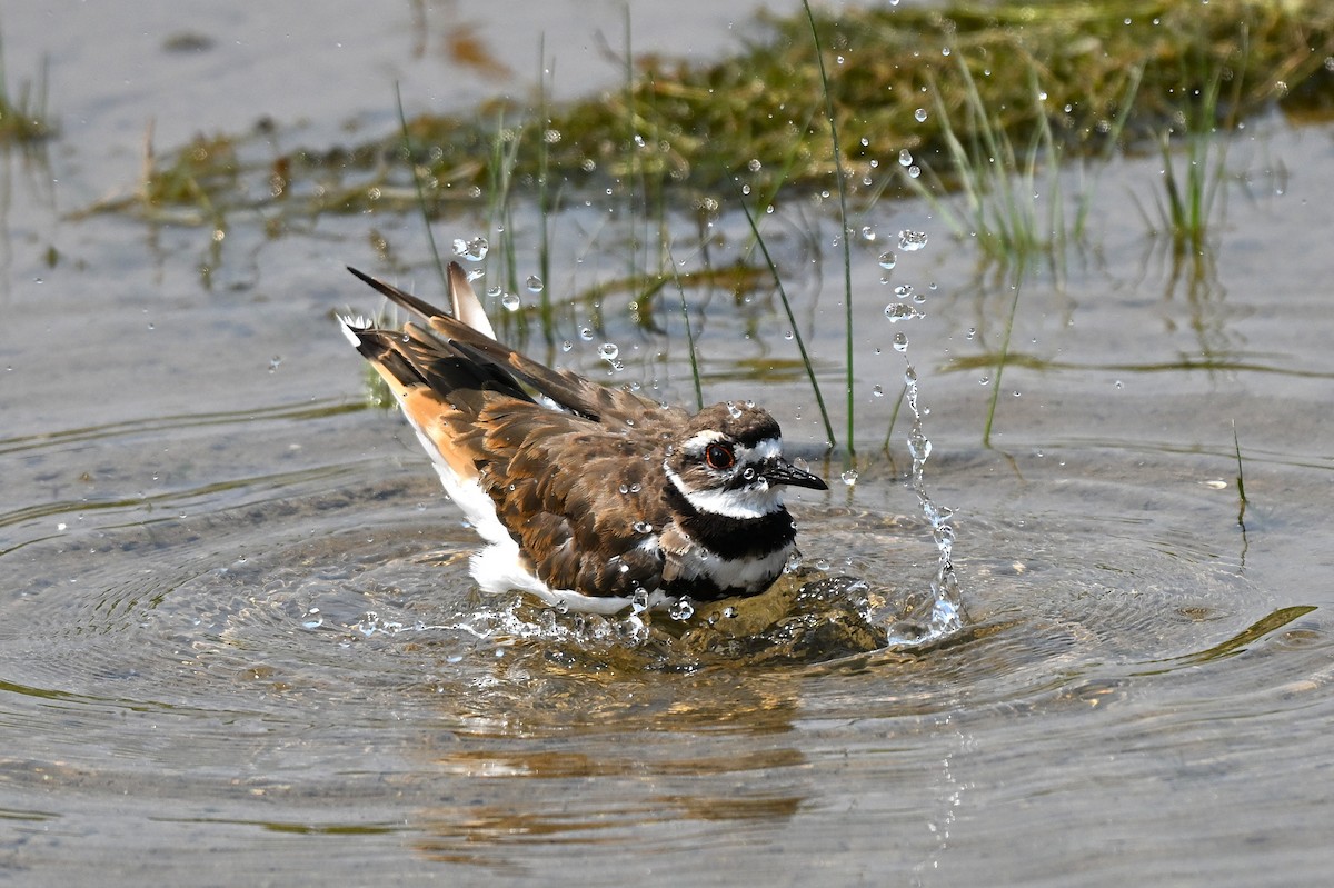 Killdeer - ML639847516