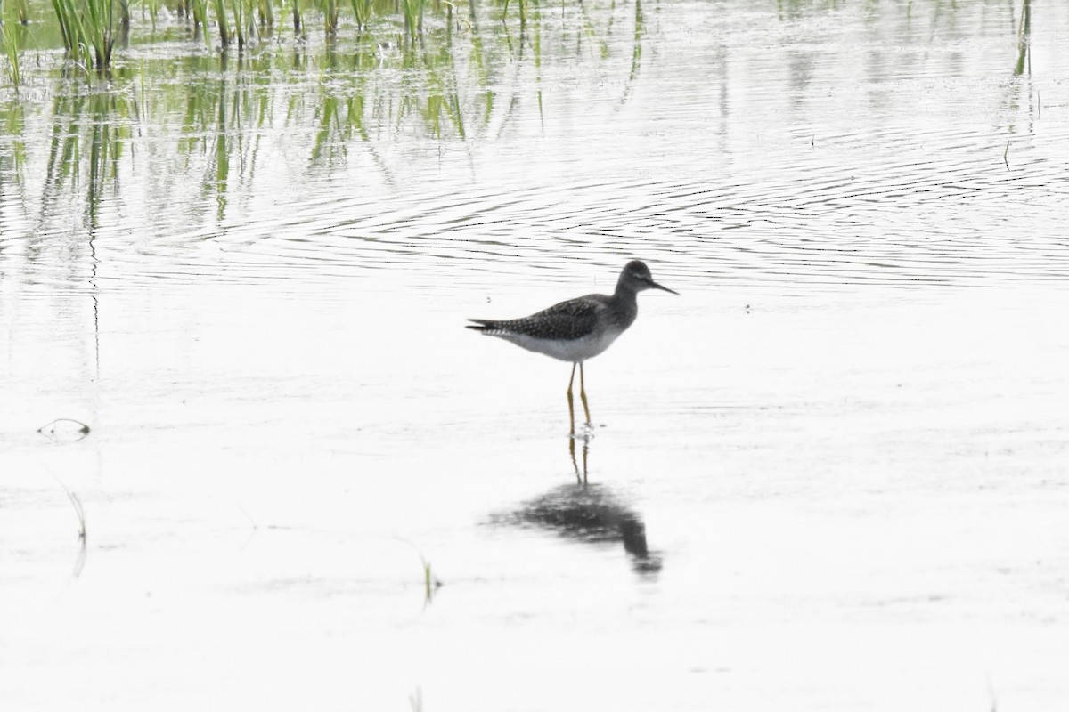 Lesser Yellowlegs - ML639847517