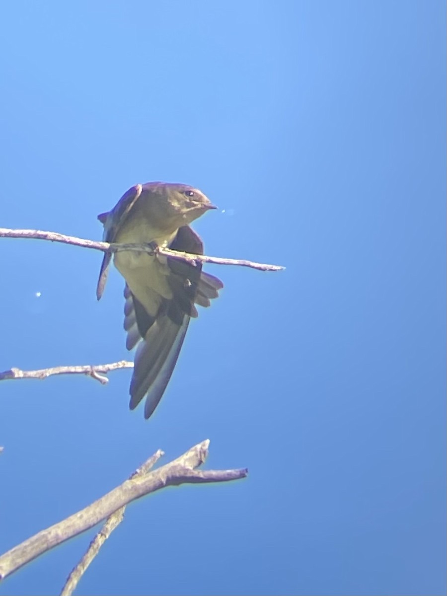 Northern Rough-winged Swallow - ML639847551