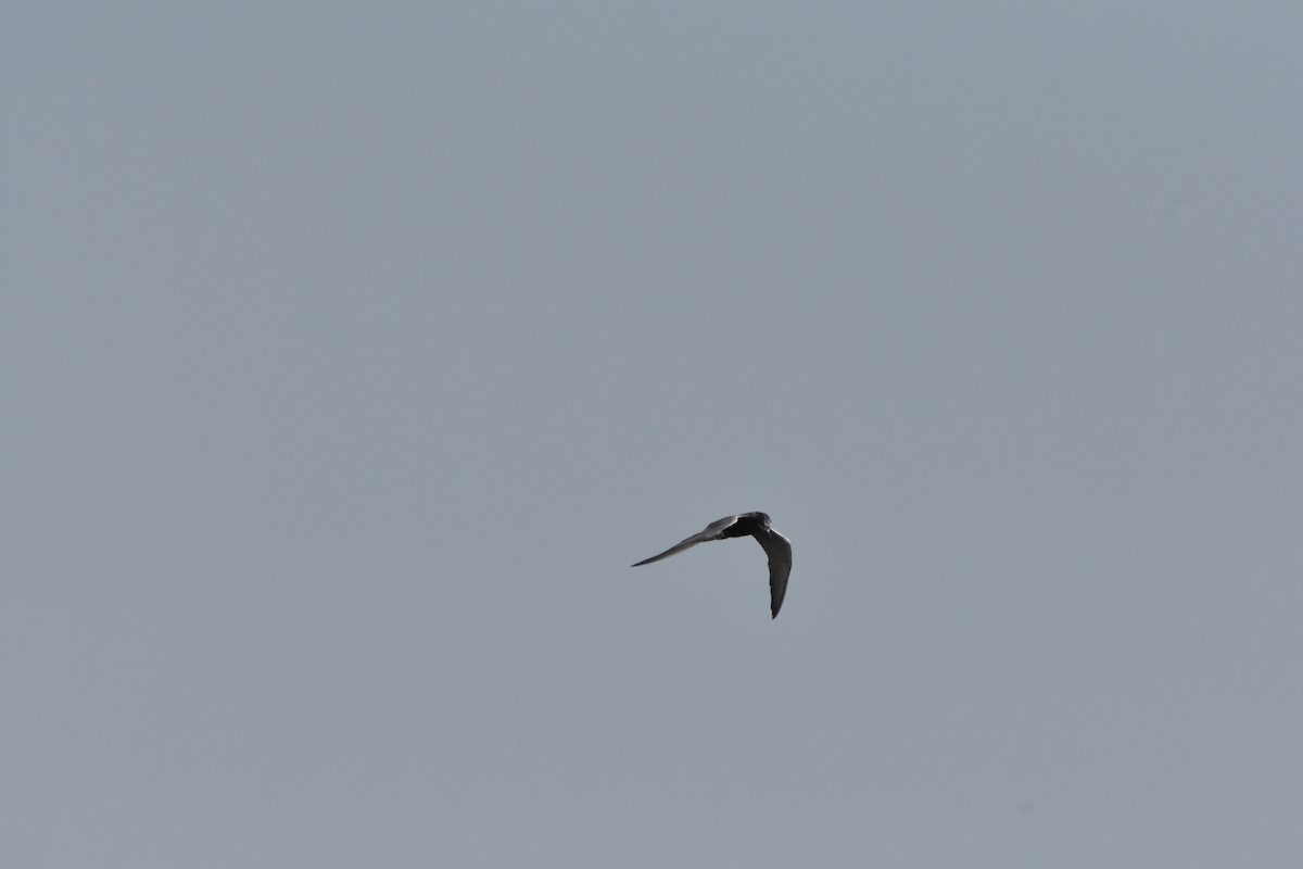 Black Tern - ML639847553