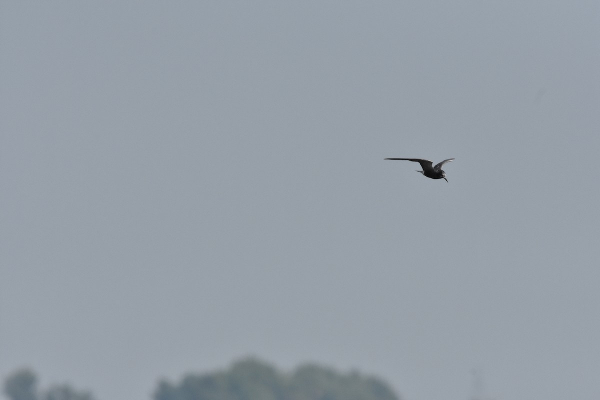 Black Tern - ML639847558