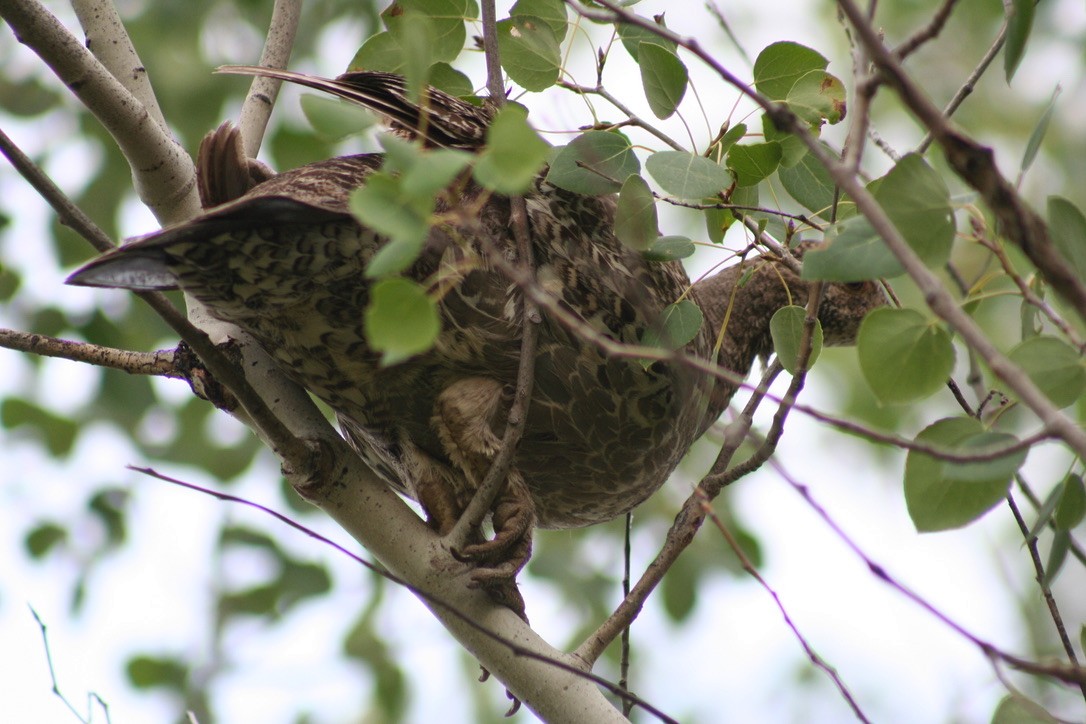 Dusky Grouse - ML639847569