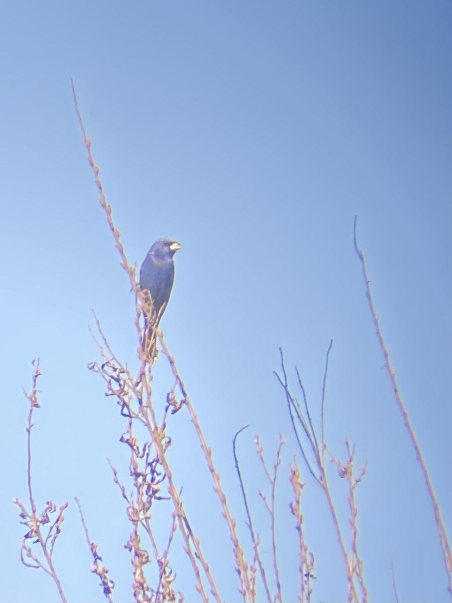 Blue Grosbeak - ML639847573
