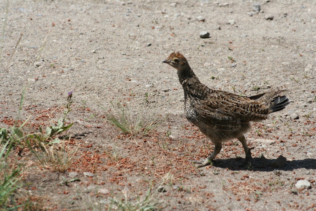 Dusky Grouse - ML639847576