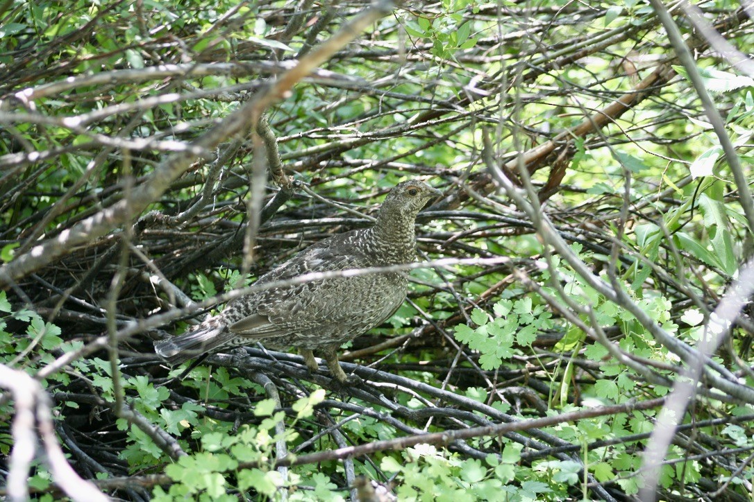 Dusky Grouse - ML639847577