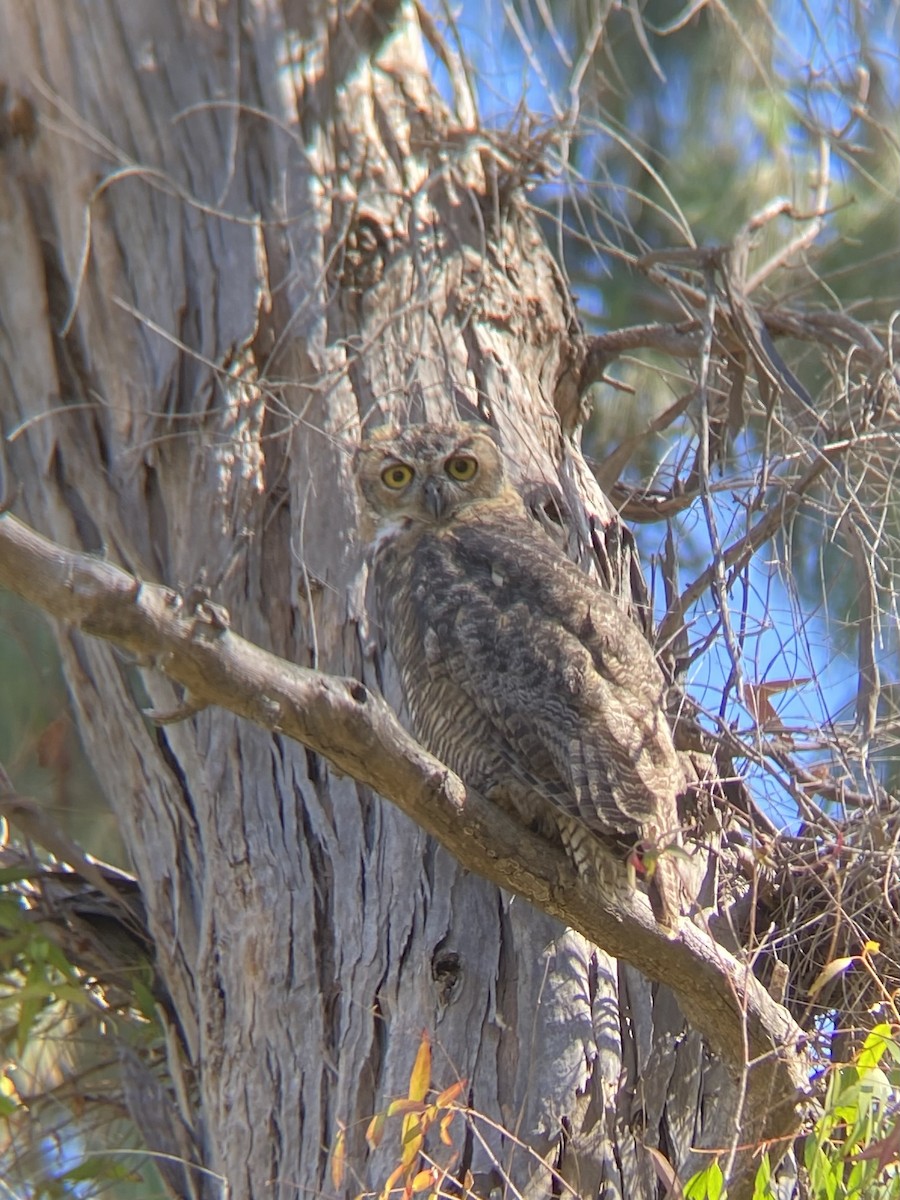 Great Horned Owl - ML639847608
